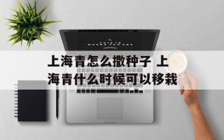 上海青怎么撒种子 上海青什么时候可以移栽