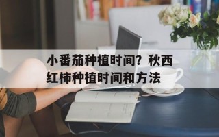 小番茄种植时间？秋西红柿种植时间和方法