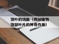 顶叶的功能（揭秘植物顶部叶片的神奇作用）