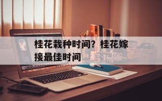 桂花栽种时间？桂花嫁接最佳时间