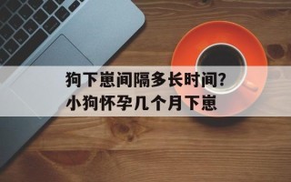 狗下崽间隔多长时间？小狗怀孕几个月下崽
