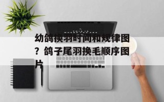幼鸽换羽时间和规律图？鸽子尾羽换毛顺序图片