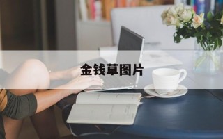 金钱草图片