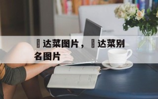 莙达菜图片，莙达菜别名图片