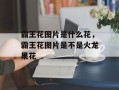 霸王花图片是什么花，霸王花图片是不是火龙果花
