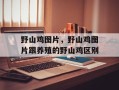 野山鸡图片，野山鸡图片跟养殖的野山鸡区别