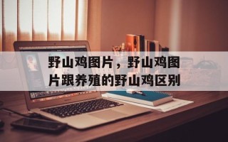 野山鸡图片，野山鸡图片跟养殖的野山鸡区别
