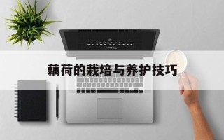 藕荷的栽培与养护技巧