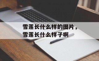 雪莲长什么样的图片，雪莲长什么样子啊