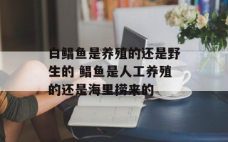 白鲳鱼是养殖的还是野生的 鲳鱼是人工养殖的还是海里捞来的
