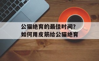 公猫绝育的最佳时间？如何用皮筋给公猫绝育