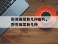 野苦麻菜有几种图片，野苦麻菜有几种