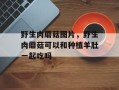 野生肉蘑菇图片，野生肉蘑菇可以和种植羊肚一起吃吗