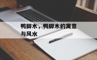 鸭脚木，鸭脚木的寓意与风水