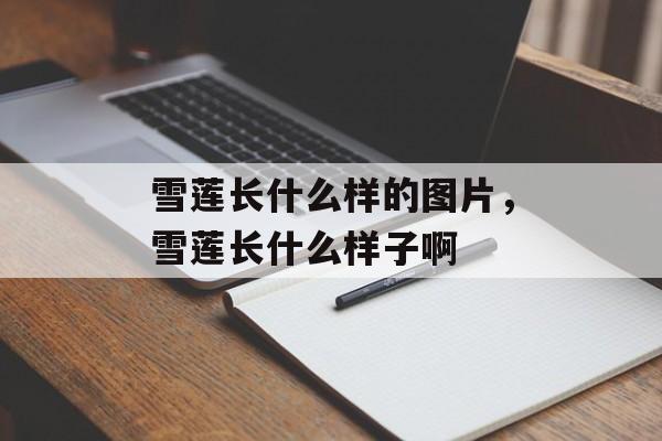 雪莲长什么样的图片，雪莲长什么样子啊-第1张图片-
