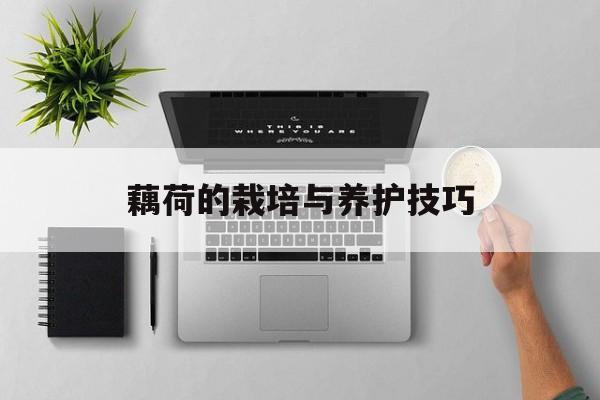 藕荷的栽培与养护技巧-第1张图片-