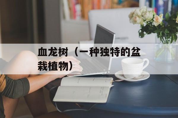 血龙树（一种独特的盆栽植物）-第1张图片-