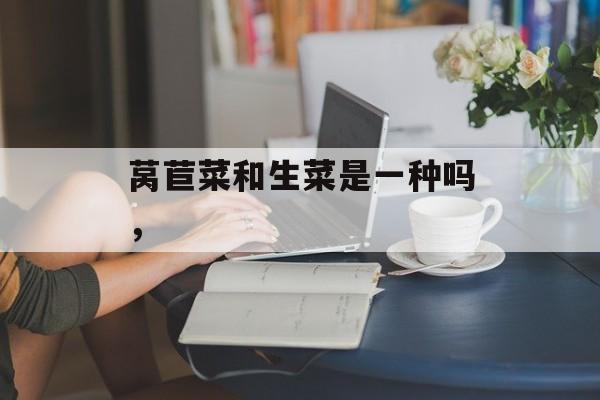 莴苣菜和生菜是一种吗，-第1张图片-