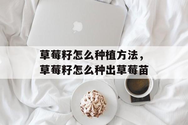 草莓籽怎么种植方法，草莓籽怎么种出草莓苗-第1张图片-