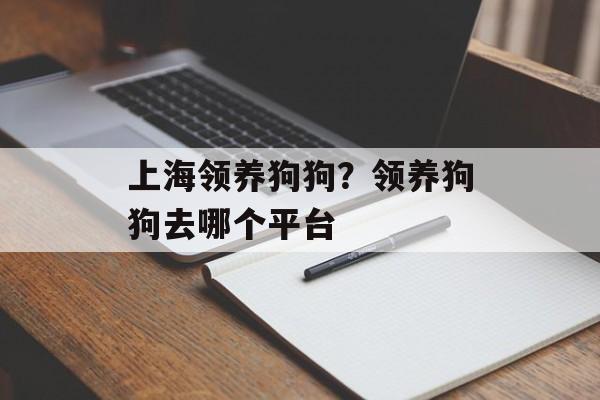 上海领养狗狗？领养狗狗去哪个平台-第1张图片-