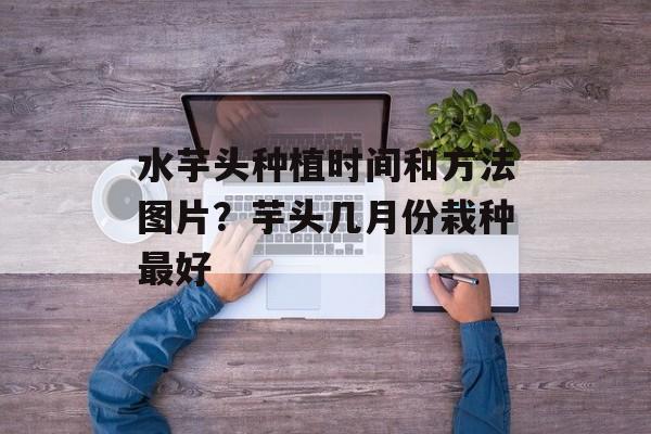 水芋头种植时间和方法图片？芋头几月份栽种最好-第1张图片-