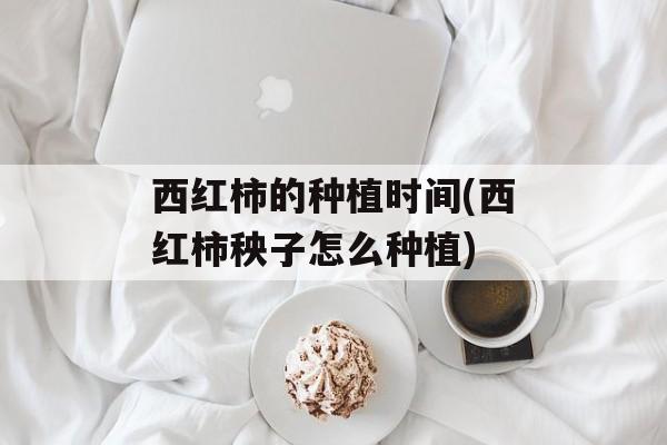 西红柿的种植时间(西红柿秧子怎么种植)-第1张图片-