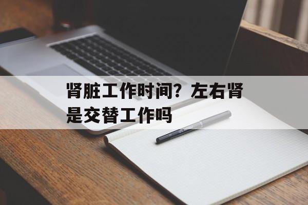 肾脏工作时间？左右肾是交替工作吗-第1张图片-