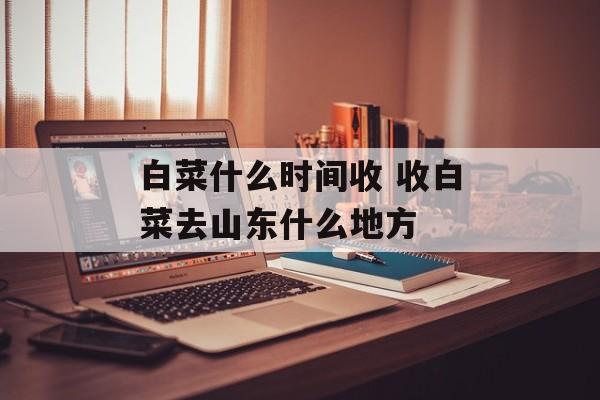 白菜什么时间收 收白菜去山东什么地方-第1张图片-
