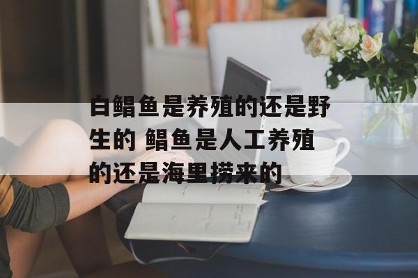 白鲳鱼是养殖的还是野生的 鲳鱼是人工养殖的还是海里捞来的-第1张图片-