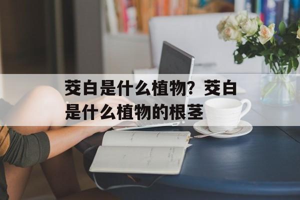茭白是什么植物？茭白是什么植物的根茎-第1张图片-